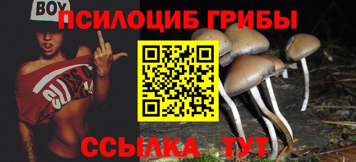 Псилоцибиновые грибы Psilocybe Ангарск